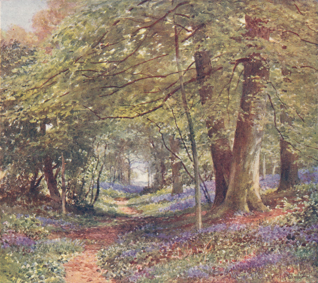 Wood scene, Bluebells by Sutton Palmer 1920 old antique vintage print picture